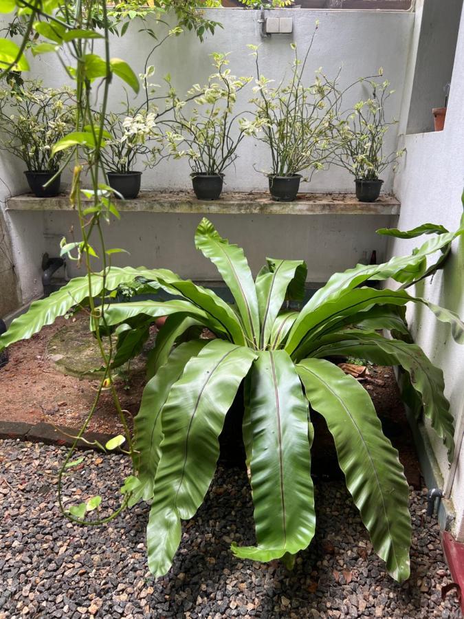 Jungle Villa Ahangama Luaran gambar